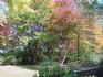 06_BackYard_Nov3.jpg