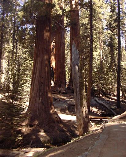 Sequoia Trees