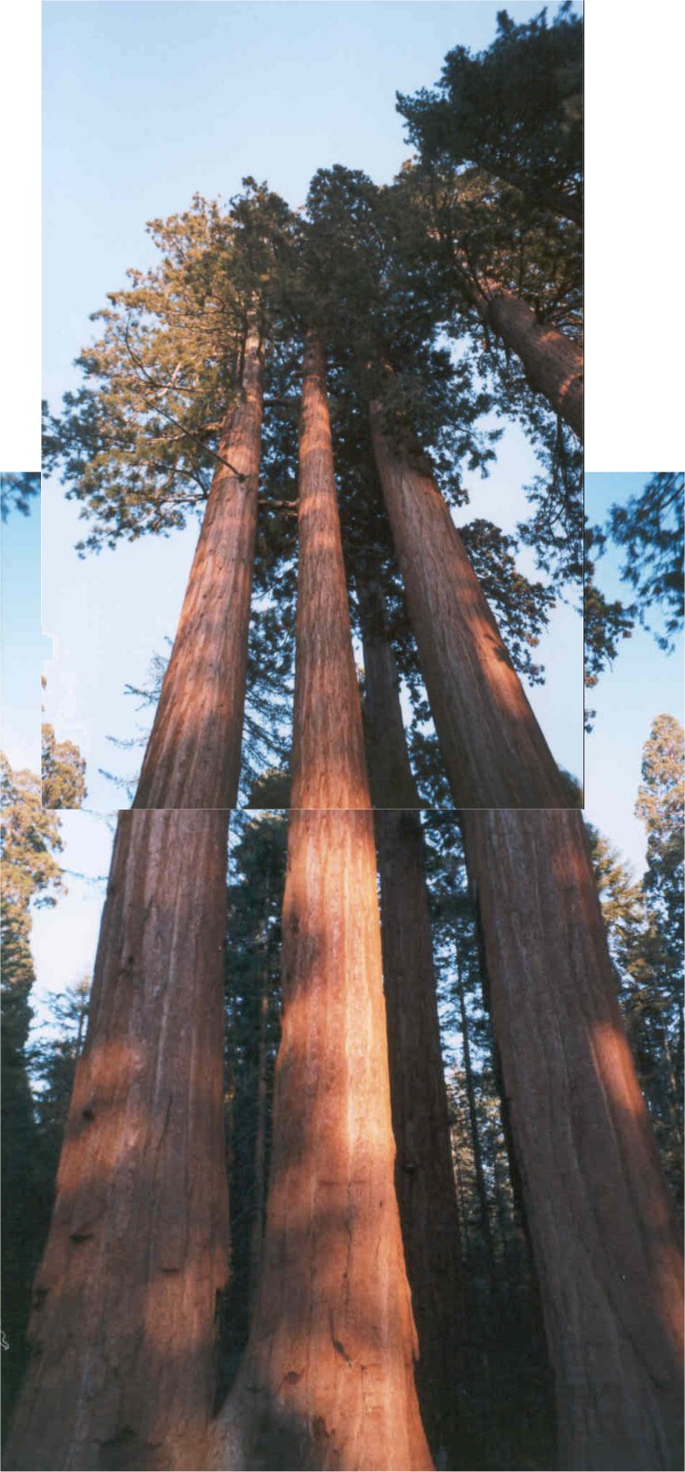 Sequoia Trees