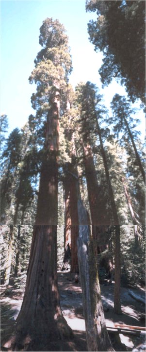 Sequoia Trees