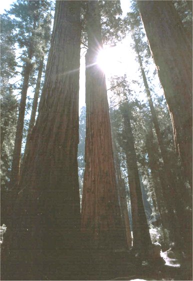 Sequoia Trees