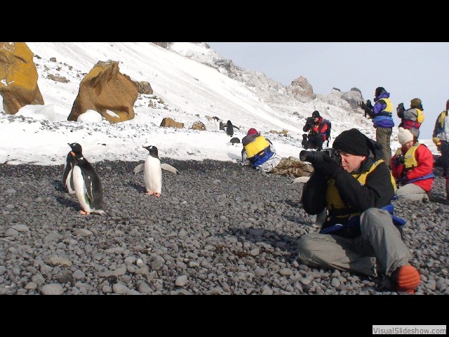 019 Brown Bluff Antarctica, Gentoo Penguins 2012-02-20
