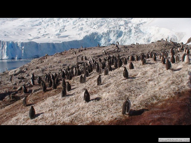 116 Gentoo Penguins