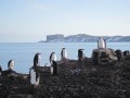 064 Chinstrap Penguins, Aitcho Island