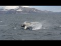 091 Humpback Whale, near Deception Island, 2012-02-25