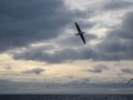 110 Albatross, Drake's Passage, 2012-02-27