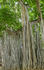 banyan-trees.jpg
