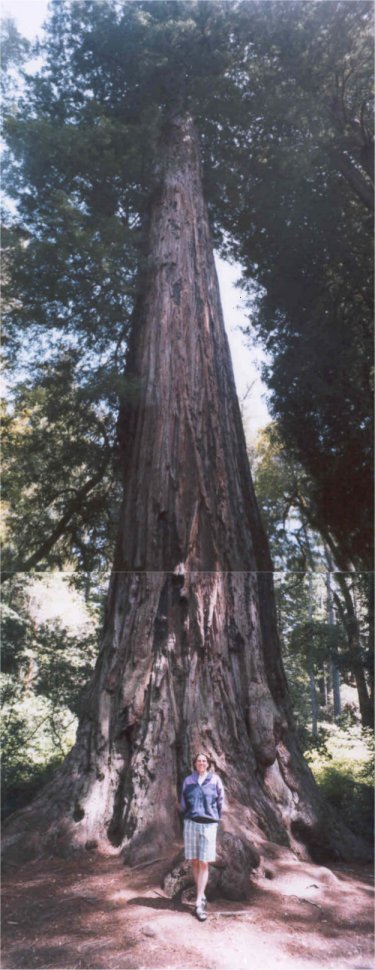 Martina, big tree