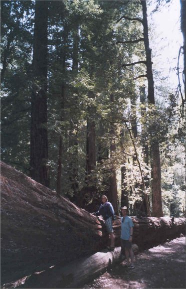 Hugh & Martina, big trees