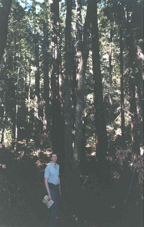 Tim, big trees