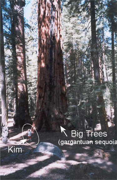 Sequoia with Kim for scale
