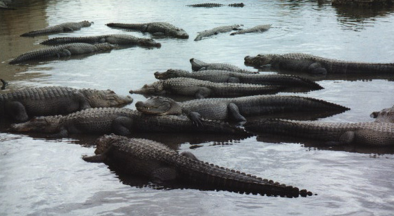 More Alligators