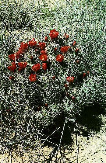 Blooming hedgehog