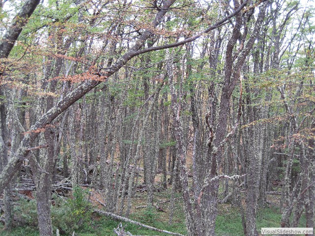 010 Nothofagus Forest (Lenga & Nires) Los Glaciales National Park