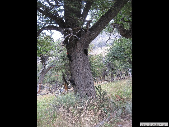 018 Magellanic Woodpeckers