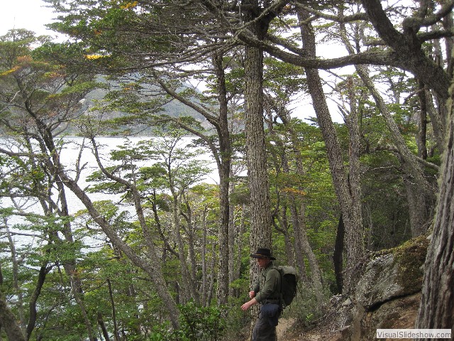 057 Nothofagus Forest, Tierra del Fuego National Park