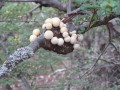 054 Cyttaria darwinii (Darwin's fungus)