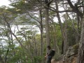 057 Nothofagus Forest, Tierra del Fuego National Park