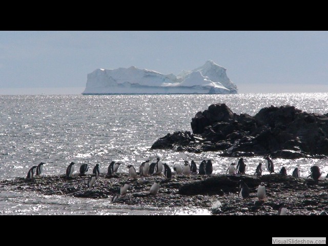 021 Gentoo Penguins Brown Bluff