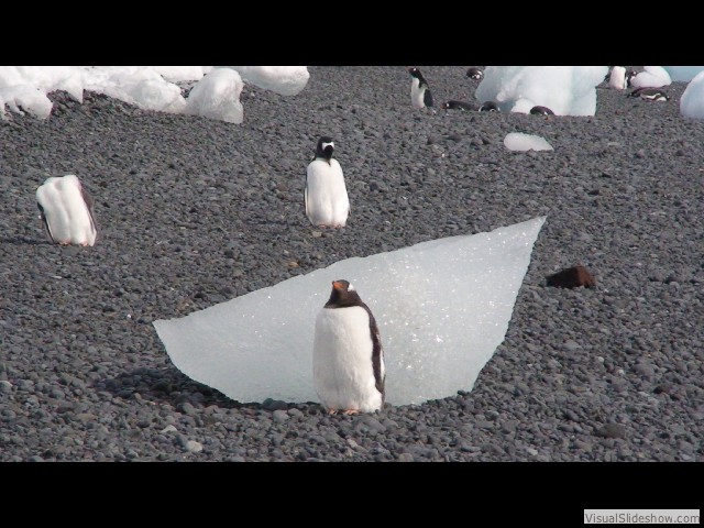 022 Gentoo Penguins