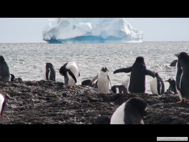 023 Gentoo Penguins