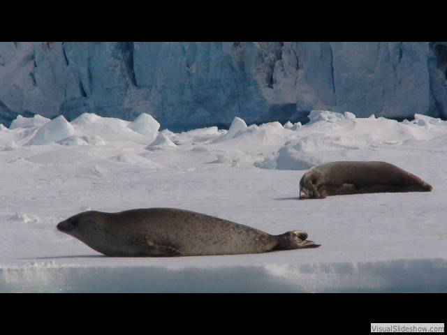 034 Crabeater seals