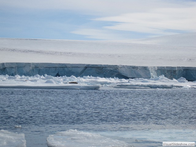 048 Sea Ice, Crabeater seals