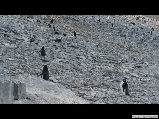 052 Adele & Gentoo Penguins, Gourdin Island