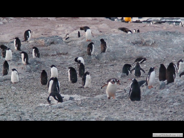 057 Gentoo & Adele Penguins, Gourdin Island