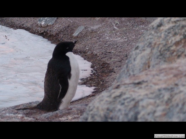 058 Adele Penguin, Gourdin Island