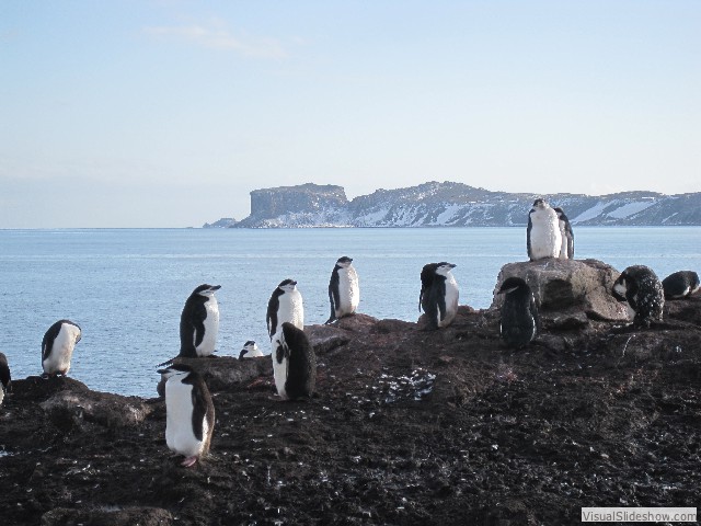 064 Chinstrap Penguins, Aitcho Island