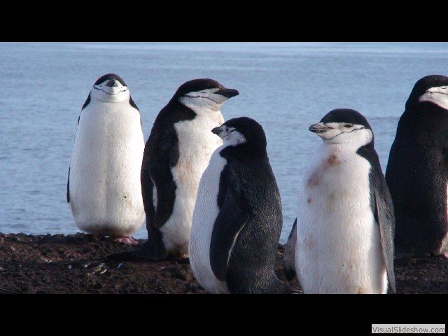 065 Chinstrap Penguins
