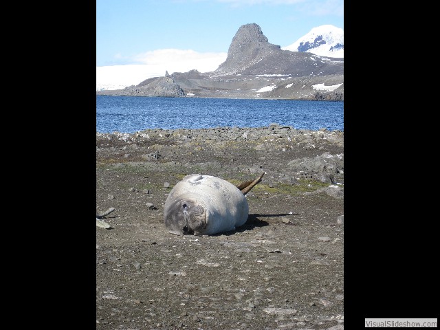 068 Southern Elephant Seal