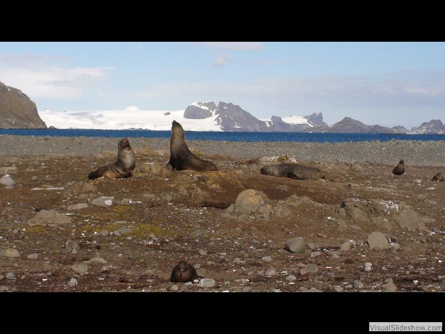 069 S. Elephant Seals, Aitcho Island
