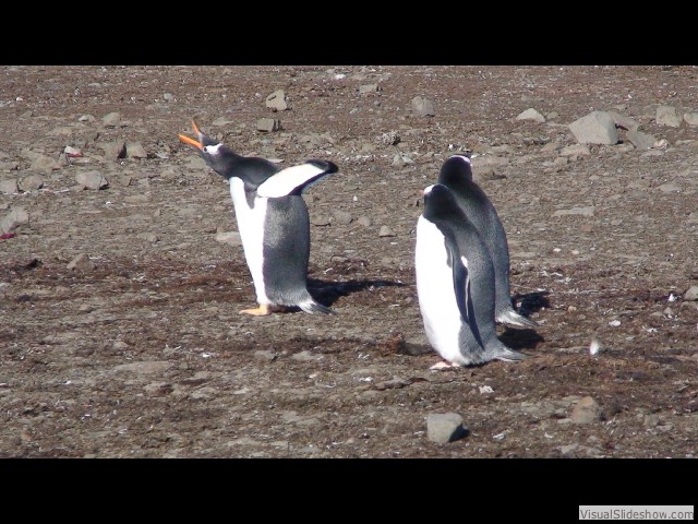 073 Gentoo Penguin