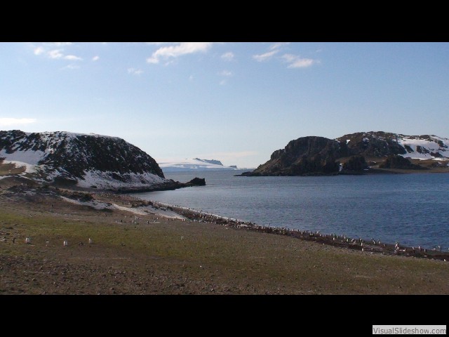 074 Gentoo Penguins, Aitcho Island