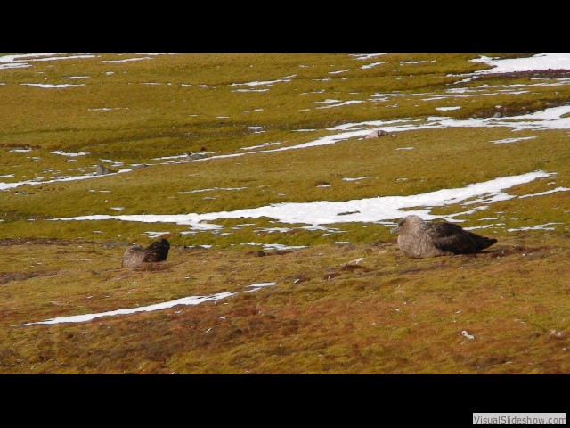 075 South American Skuas nesting