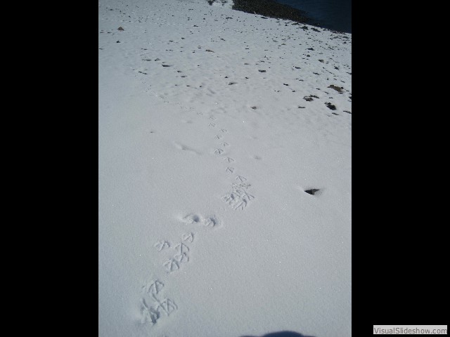 079 Penguin tracks, Half moon Island