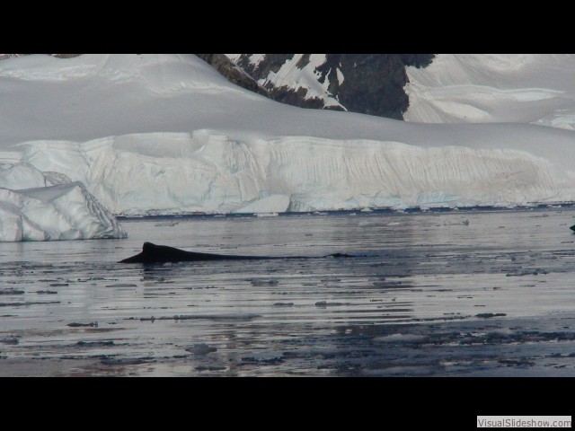 101 Humpback whales, Wilhelmina Bay