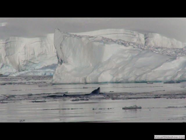 102 Humpback whales, Wilhelmina Bay
