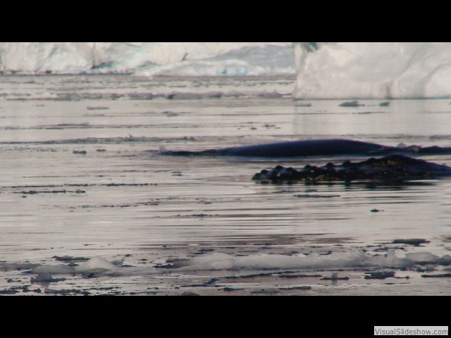 103 Humpback whales, Wilhelmina Bay