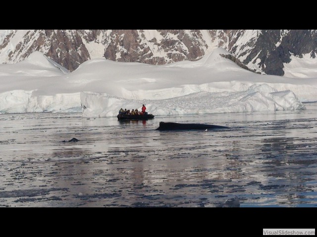 104 Humpback whales, Wilhelmina Bay