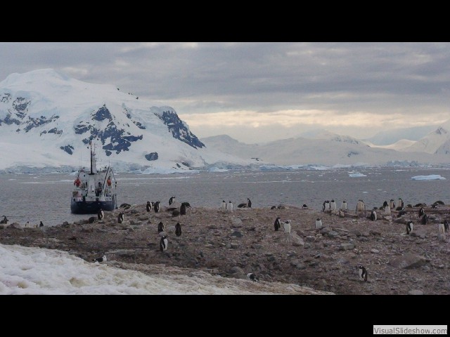 115 Gentoo Penguins, Neko Harbor