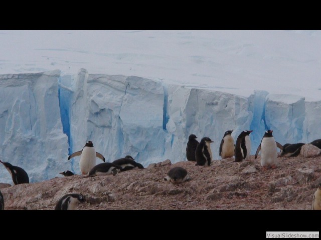 117 Gentoo Penguins