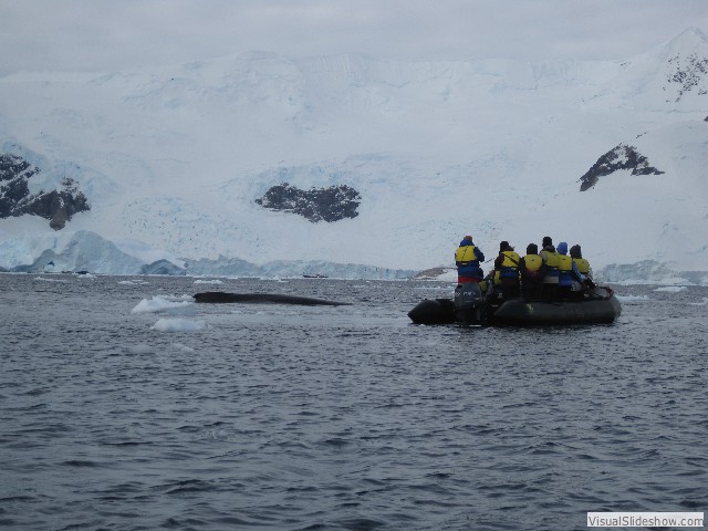 122 Humpback whales, Neko Harbor