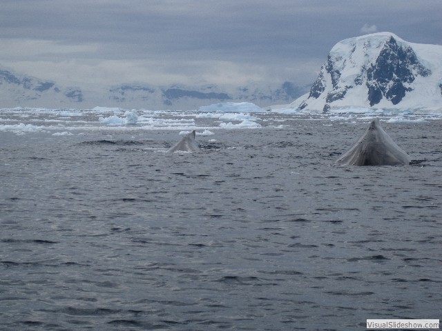 123 Humpback whales, Neko Harbor