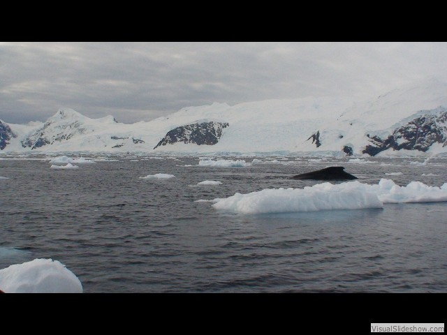 127 Humpback whales, Neko Harbor
