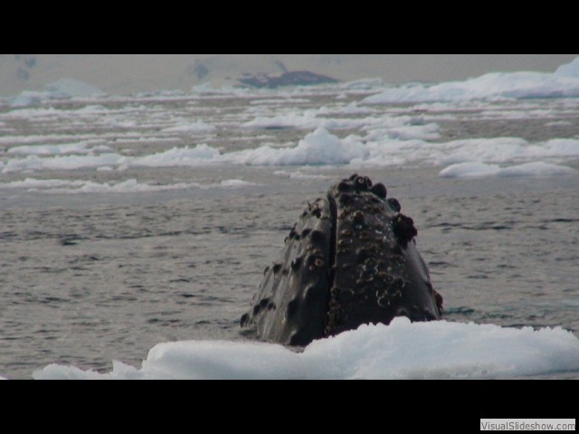 128 Nodding Humpback Whales