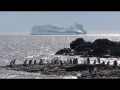 021 Gentoo Penguins Brown Bluff