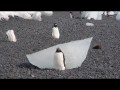 022 Gentoo Penguins